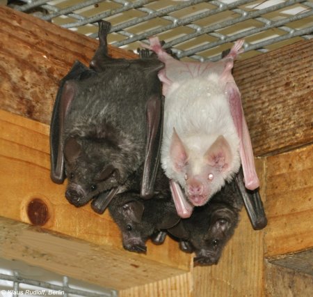 Летучая мышь вампир