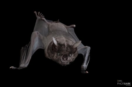 Обыкновенный вампир летучая мышь