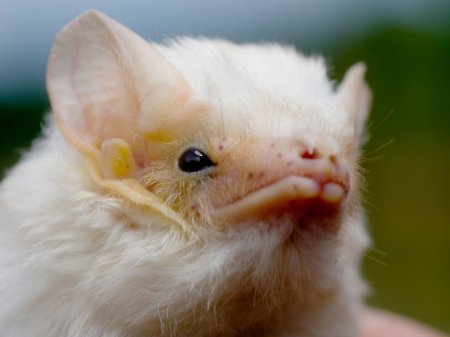 Белый листонос летучая мышь