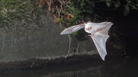 Ушан альбинос