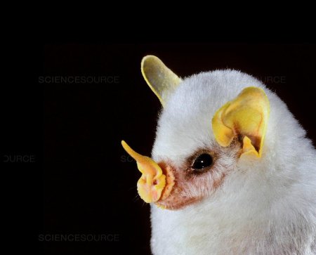 Белый листонос летучая мышь