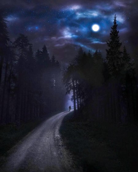 В лесу ночью