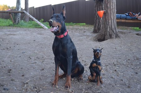 Черно подпалый доберман