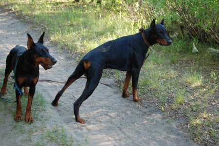 Метис малинуа и добермана