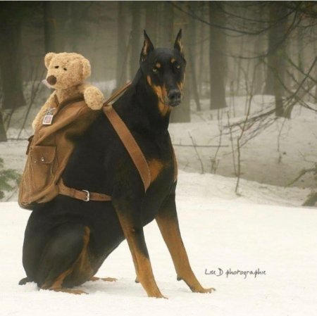 Самоед и доберман