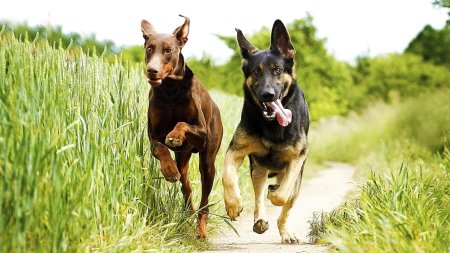 Доберман и босерон