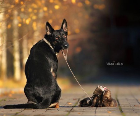 Немецкая овчарка и добер