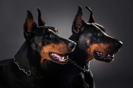 Доберман собака