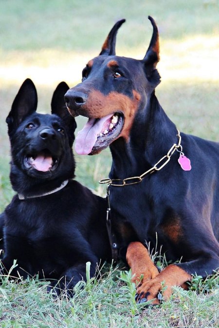 Доберман пинчер