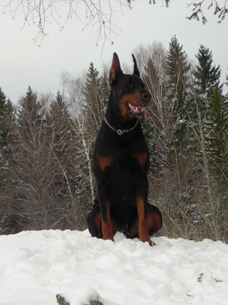 Собака порода доберман
