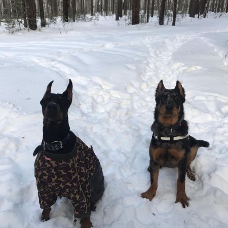 Ротвейлер и доберман