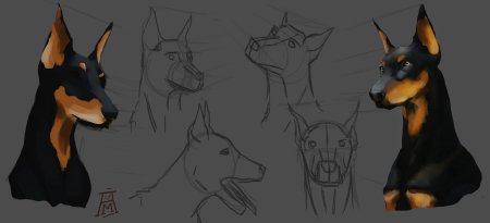 Доберман рисунки