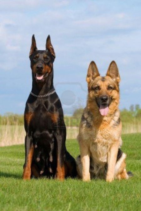Доберман и немецкая овчарка