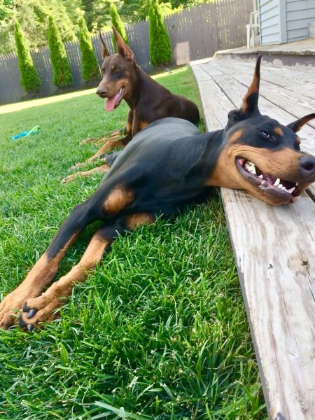 Собака доберман