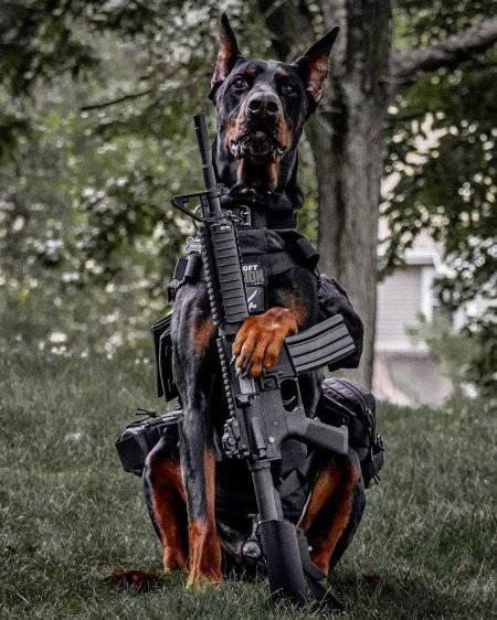 Доберман к9