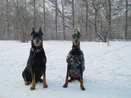 Доберман и алабай