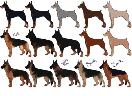 Порода немецкая овчарка