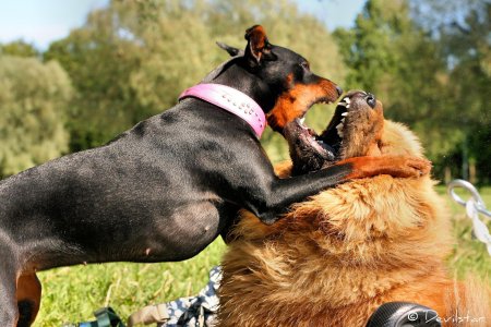 Мармадюк босерон