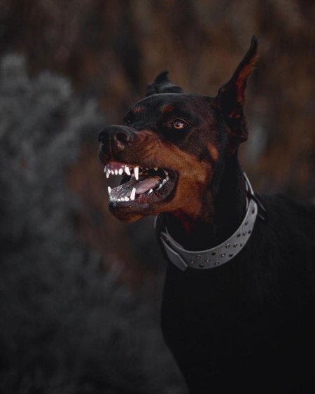 Оскал добермана