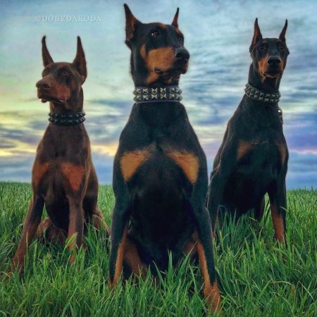Порода доберман пинчер