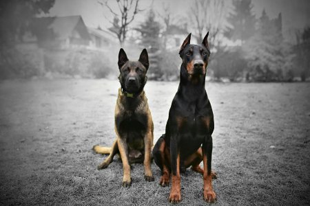 Доберман и овчарка