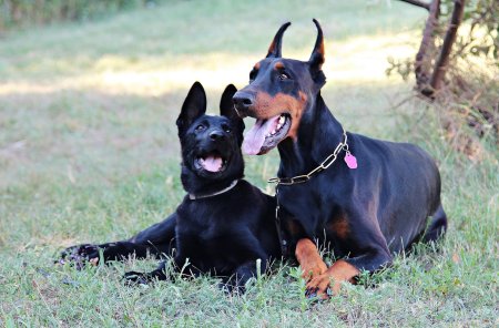 Доберман пинчер