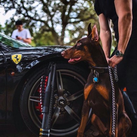 Доберман раскаченный