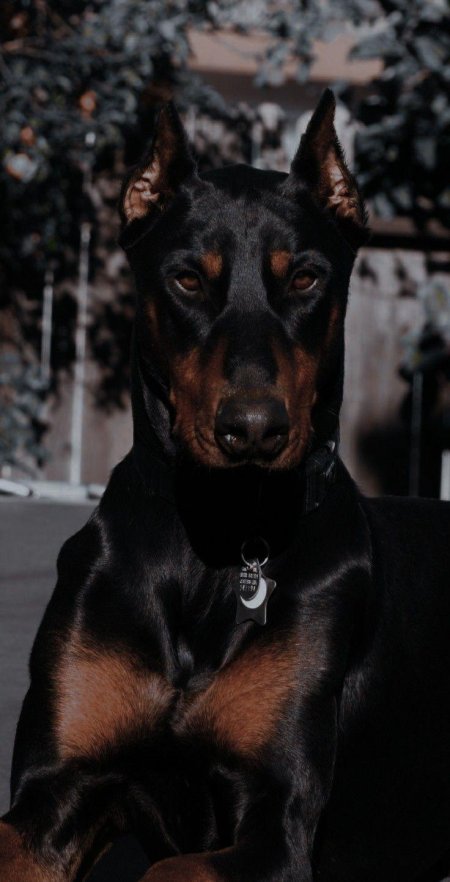 Доберман блэк