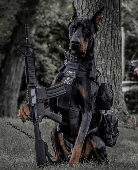 Доберман k9