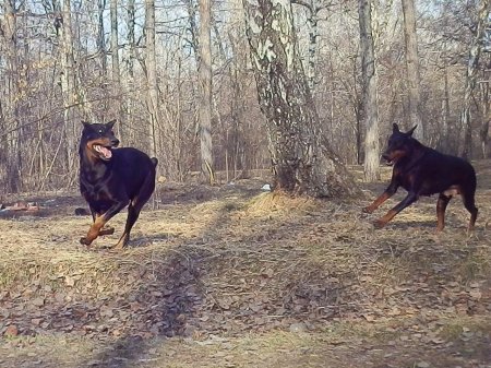 Немецкий пинчер и доберман