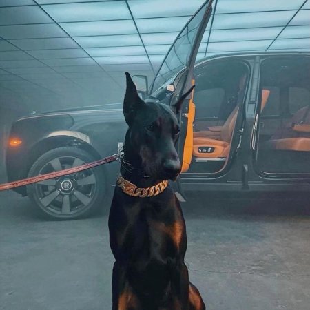 Доберман с цепью