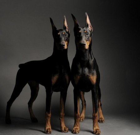 Порода собак доберман