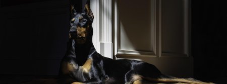 Собака доберман