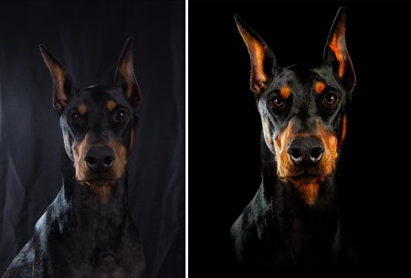 Доберман бойцовская