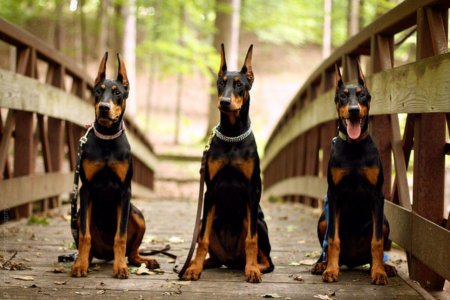 Собака порода доберман