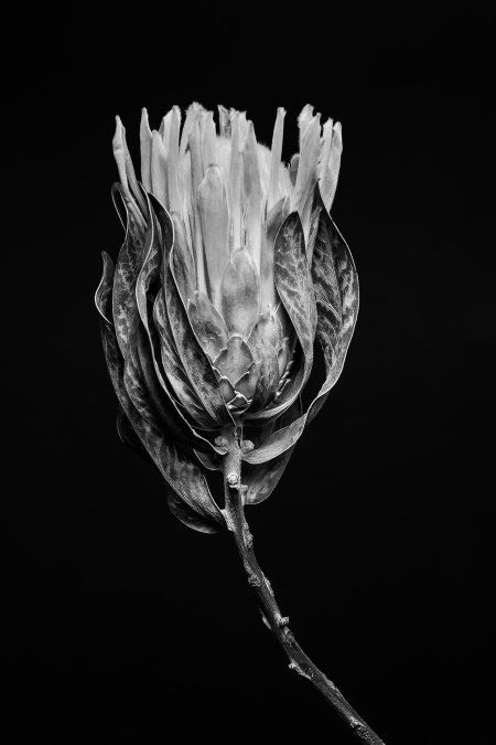 Черно белые цветы