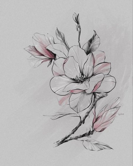 Магнолия суланжа ветка