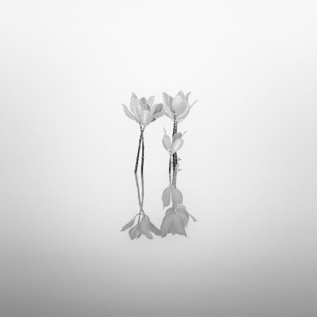 Минимализм цветы