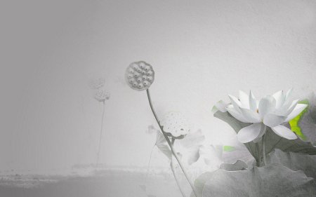 Цветок минимализм