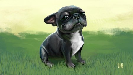 Французский бульдог