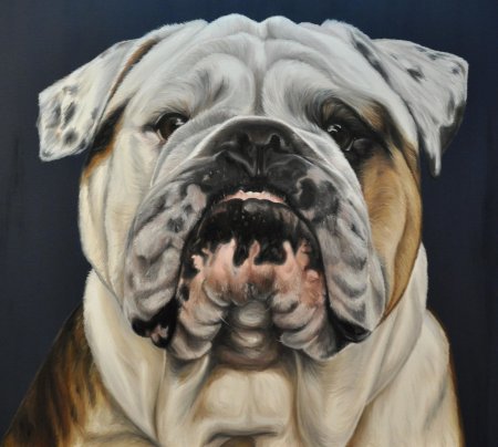 Английский бульдог