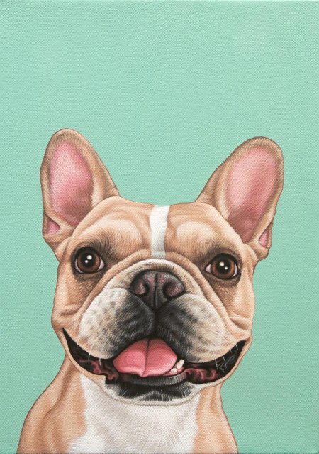 Французский бульдог