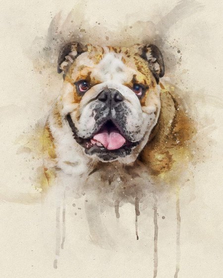 Бульдог акварель