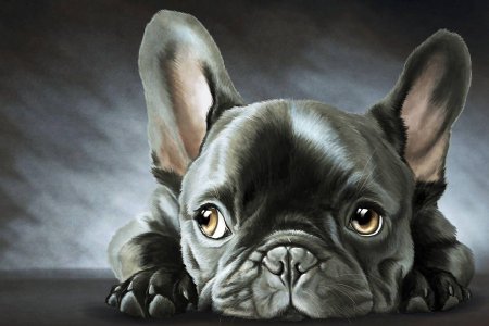 Французский бульдог