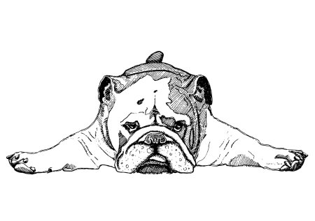 Раскраска французский бульдог