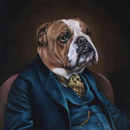 Английский бульдог в смокинге
