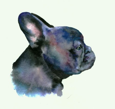 Французский бульдог