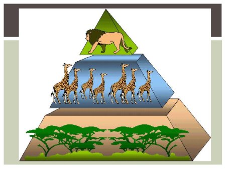 Пирамида биомасс