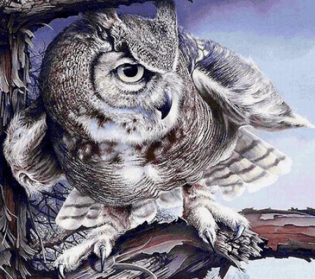 Филин картины