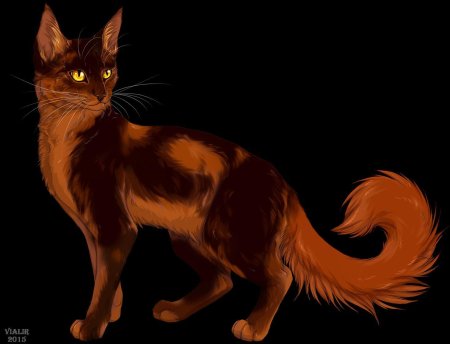 Ярохвост коты воители